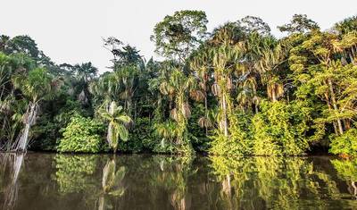 Lontras Gigantes em Tambopata — 4
