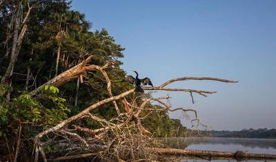Lontras Gigantes em Tambopata — 5