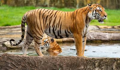 Excursão Privada de 7 Dias: Safári de Tigres e Triângulo Dourado saindo de Delhi — 4
