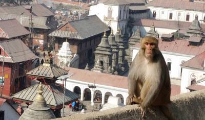 Wycieczka po najważniejszych atrakcjach Nepalu — 5
