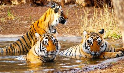 De Deli: Excursão Triângulo Dourado com Ranthambore — 2