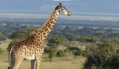 6 Dias - Parque Nacional de Tarangire, Serengeti e Cratera de Ngorongoro — 3