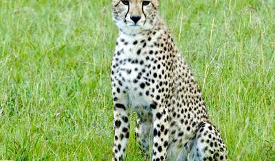 6 Dias - Parque Nacional de Tarangire, Serengeti e Cratera de Ngorongoro — 4