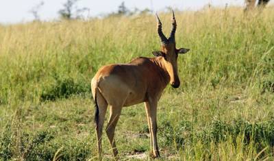 10-dniowe safari po Ugandzie: Goryle i dzika zwierzyna — 2
