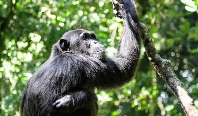 10-dniowe safari po Ugandzie: Goryle i dzika zwierzyna — 4