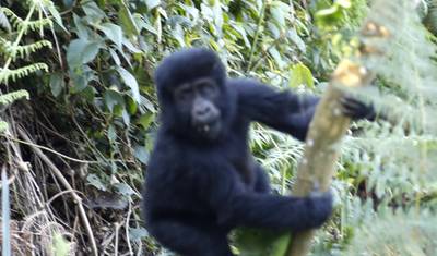 15日間 ウガンダ野生動物とアクティビティ満喫の旅 — 5