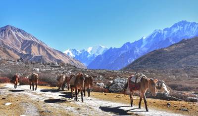Caminhada Fácil ao Vale de Langtang - 07 Dias — 2