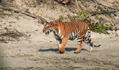 Pakiet wycieczkowy Chitwan – 2 noce 3 dni — 5