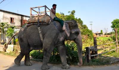 Pacote Turístico em Chitwan - 2 Noites 3 Dias — 5