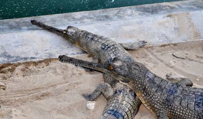 Pacote Turístico em Chitwan - 2 Noites 3 Dias — 3