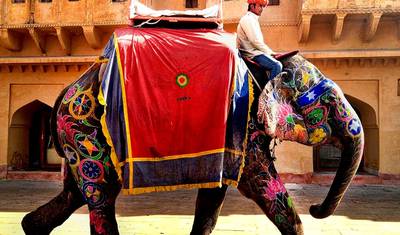 Pelo Amor ao Taj e ao Tigre - Triângulo Dourado da Índia e Ranthambore com 2 Safáris de Tigres — 5