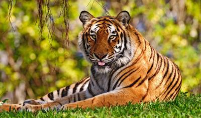 Pelo Amor ao Taj e ao Tigre - Triângulo Dourado da Índia e Ranthambore com 2 Safáris de Tigres — 3