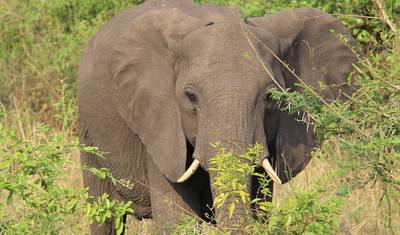 Safáris de 3 dias para observação da vida selvagem em Murchison Falls — 2