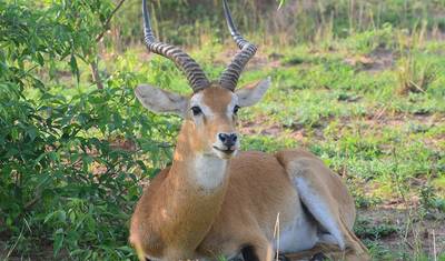 Safáris de 3 dias para observação da vida selvagem em Murchison Falls — 4