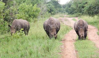 Safáris de 3 dias para observação da vida selvagem em Murchison Falls — 5