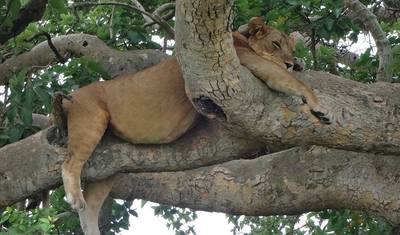 3 dias no Parque Nacional Queen Elizabeth — 2