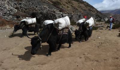 Trekking z widokiem na Everest — 3