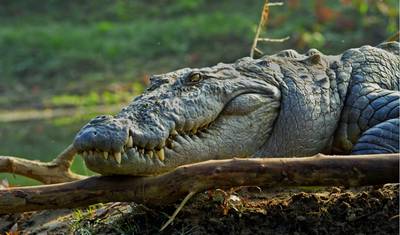 Excursão a Kathmandu e Chitwan - 6 Dias — 4