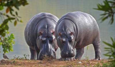 Safari de Acampamento Econômico de 4 Dias na Tanzânia — 2