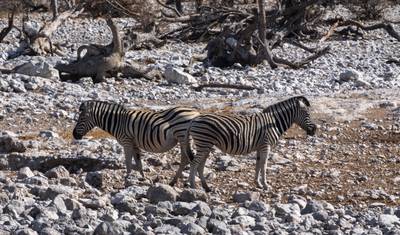 África Definitiva: Safáris e a Savana — 3