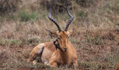 África Definitiva: Safáris e a Savana — 5