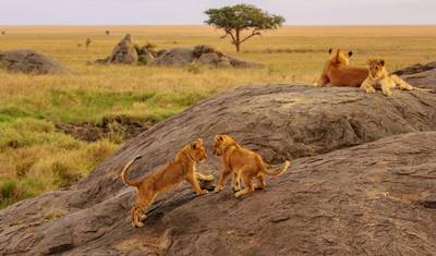 Leste da África por Terra: Serengeti e Safáris — 2