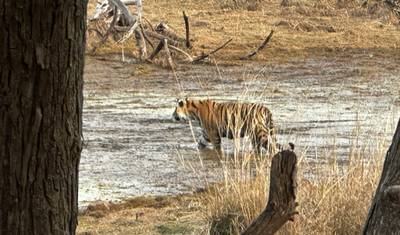 Wycieczka Złoty Trójkąt z Ranthambore w luksusowych hotelach 4-gwiazdkowych — 4