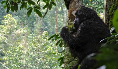 Quênia e Uganda Expedição Terrestre de Gorilas: Florestas e Observação da Vida Selvagem — 2