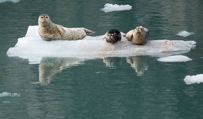 Najlepsze z Natury: Alaska z rejsem po Alasce — 2