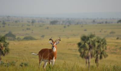 Safari de Acampamento Econômico de 6 Dias em Masai Mara, Lago Nakuru e Amboseli — 2