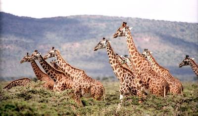 Safari de Acampamento Econômico de 6 Dias em Masai Mara, Lago Nakuru e Amboseli — 4