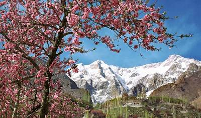 Excursão das Flores de Cerejeira de Hunza, Gilgit-Baltistan, Paquistão — 3