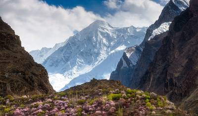 Excursão das Flores de Cerejeira de Hunza, Gilgit-Baltistan, Paquistão — 4