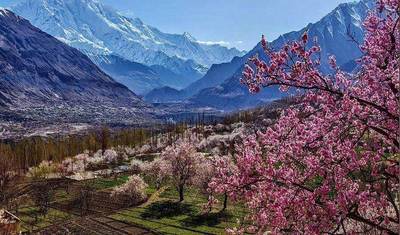 Excursão das Flores de Cerejeira de Hunza, Gilgit-Baltistan, Paquistão — 2