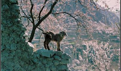 Excursão das Flores de Cerejeira de Hunza, Gilgit-Baltistan, Paquistão — 5