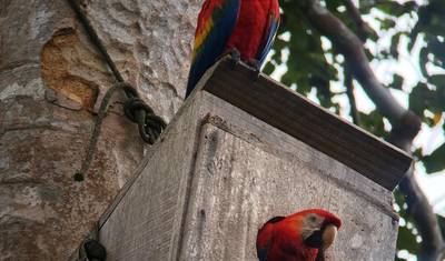 Tambopata e colpa de araras 3 dias/2 noites — 3