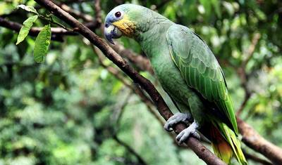 Tambopata, macaw clay lick and Sandoval lake 5D/4N — 2