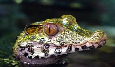 Parque Nacional do Manu 4 dias — 2