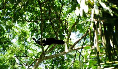 Parque Nacional do Manu 4 dias — 3