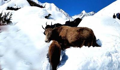 Caminhada ao Lago Tilicho e Passagem Thorong La: 17 dias — 5