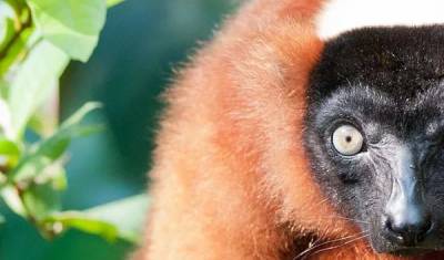 Madagascar: O Continente Perdido — 4