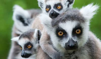 Madagascar: O Continente Perdido — 5