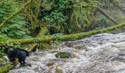 Montanhas Rochosas Canadenses e Costa do Pacífico (Calgary a Vancouver) — 5