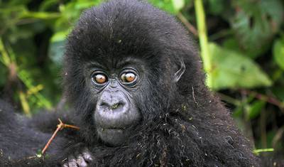 Safári de Gorilas e Chimpanzés em Uganda — 5
