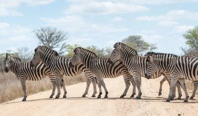 Kruger, Eswatini i Szlak Ogrodów Afryki Południowej — 4