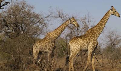 África do Sul e Eswatini — 2