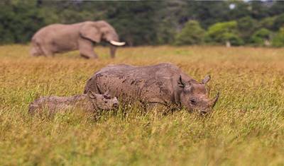 ンゴロンゴロ、マニャラ、タランギレ 4日間サファリ — 2