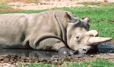ンゴロンゴロ、マニャラ、タランギレ 4日間サファリ — 3