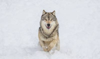 Winter Grand Teton & Yellowstone 4 Day Tour — 2