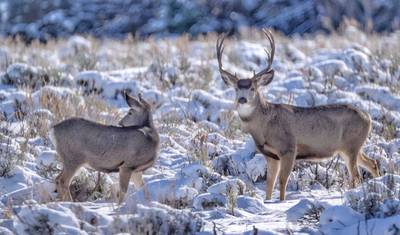 Winter Grand Teton & Yellowstone 4 Day Tour — 4